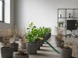 Una única fuente de riego alimenta plantas sanas mientras otras quedan secas, metáfora de depender de un solo canal de captación
